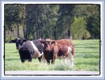 Cindy's Cows