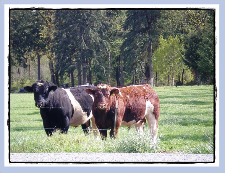 Anjou Cattle