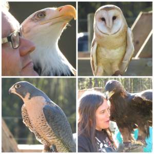 Raptor Collage