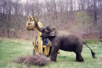 backhoe_aqqqx