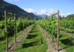 glacier peak 2_x3u29