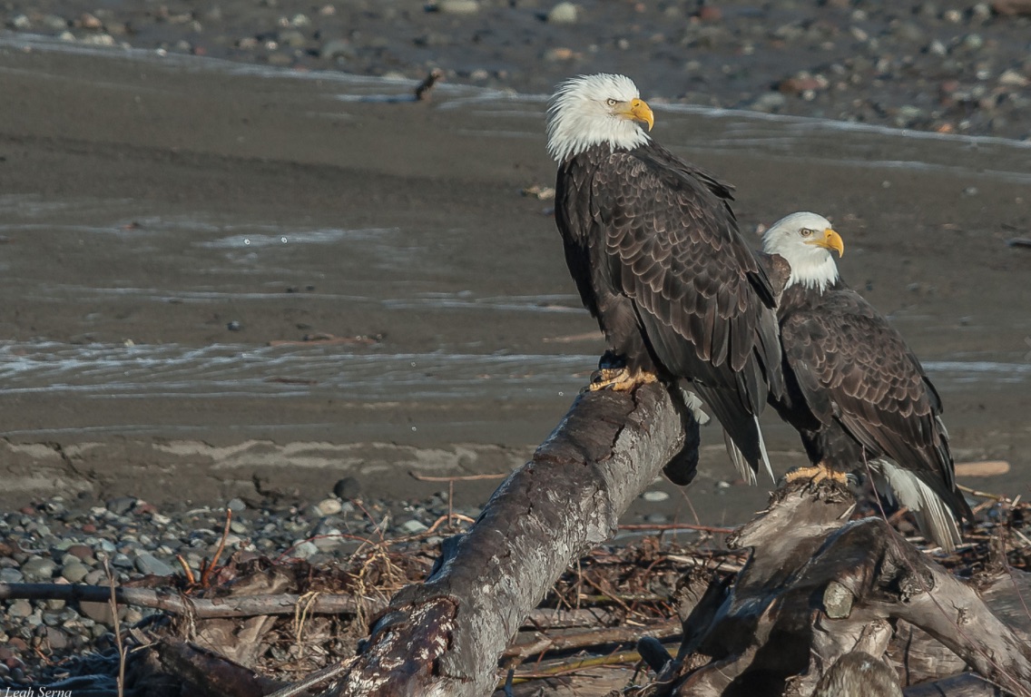 Annual Events Concrete, Washington